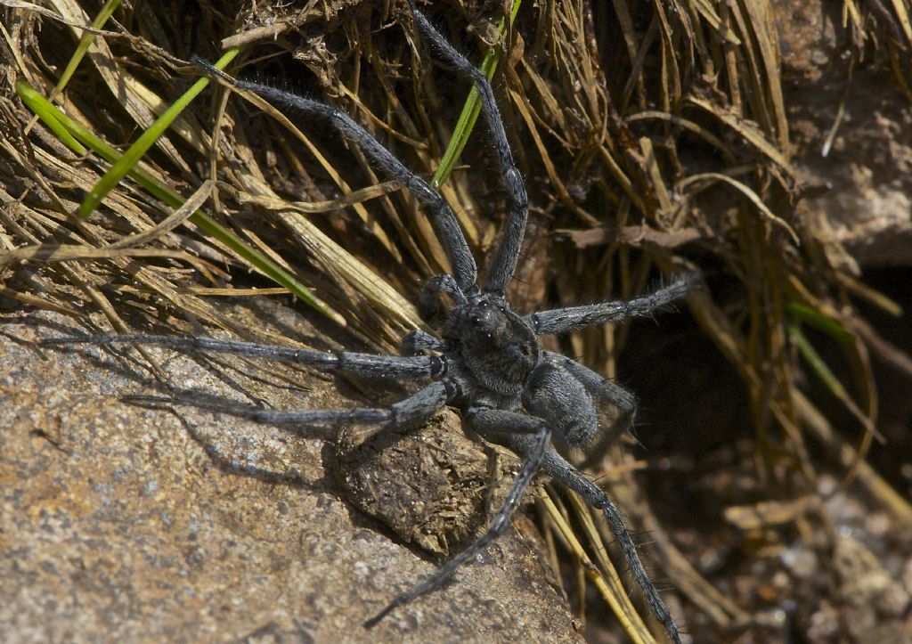 Col Margherita (TN) Lycosidae 2