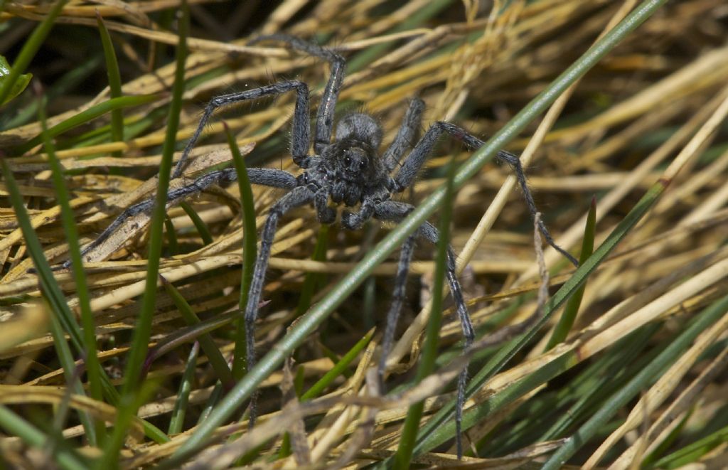 Col Margherita (TN) Lycosidae 2