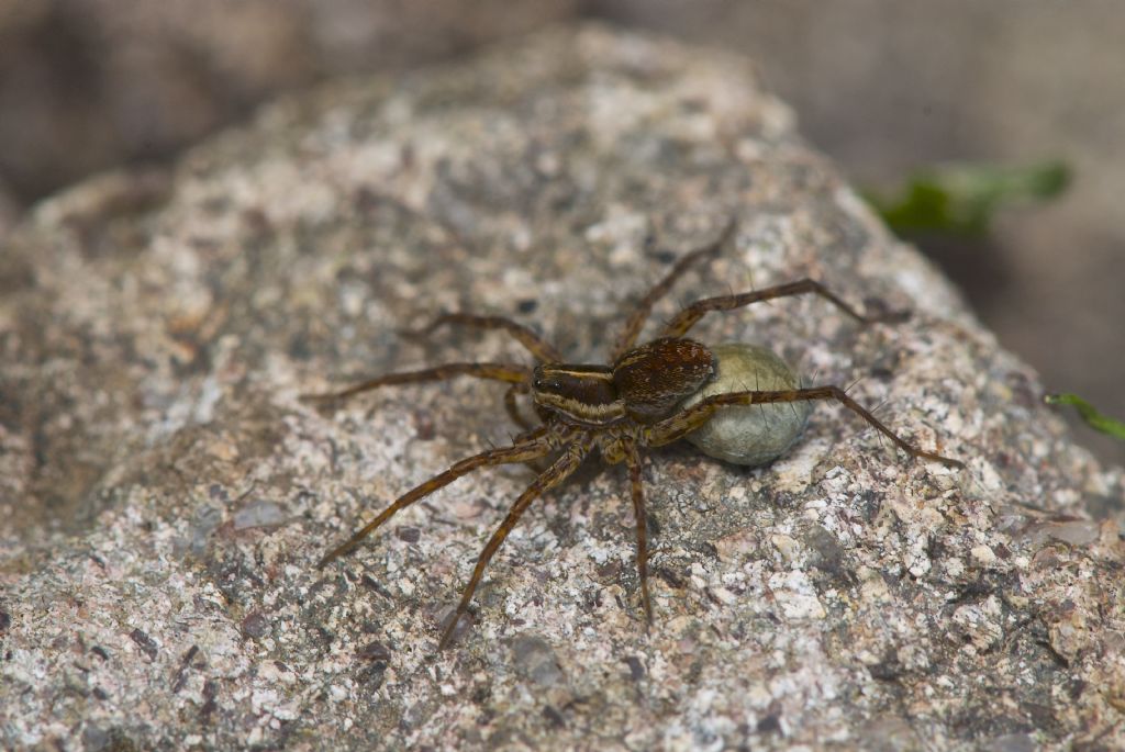 Pardosa gr. monticola - Col Margherita (TN)