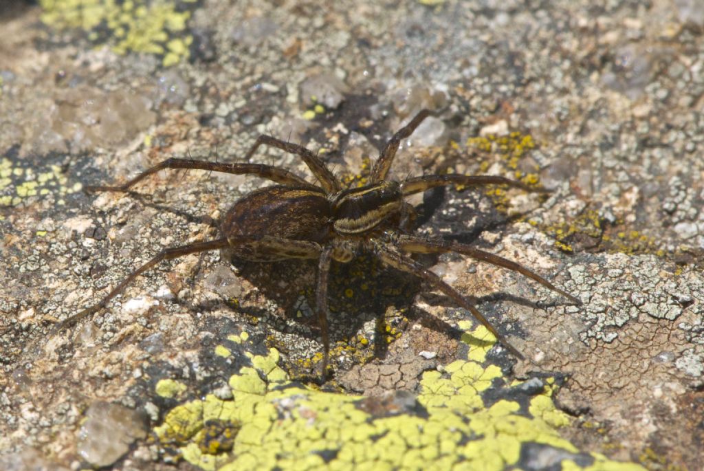 Pardosa gr. monticola - Col Margherita (TN)