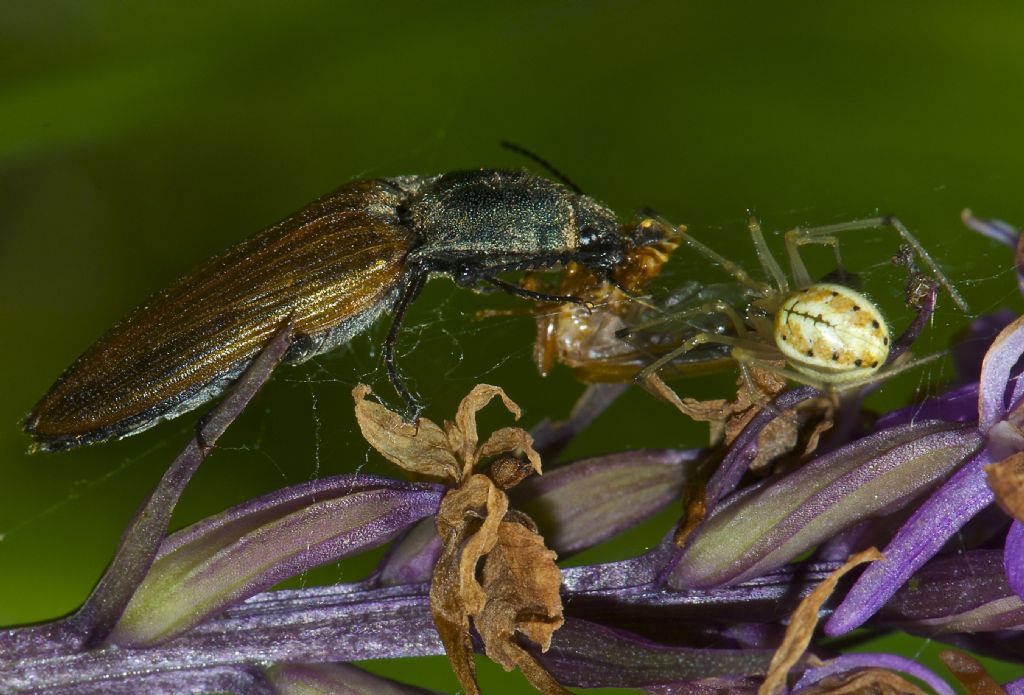 Enoplognata Carolina Vigo di Fassa (TN)