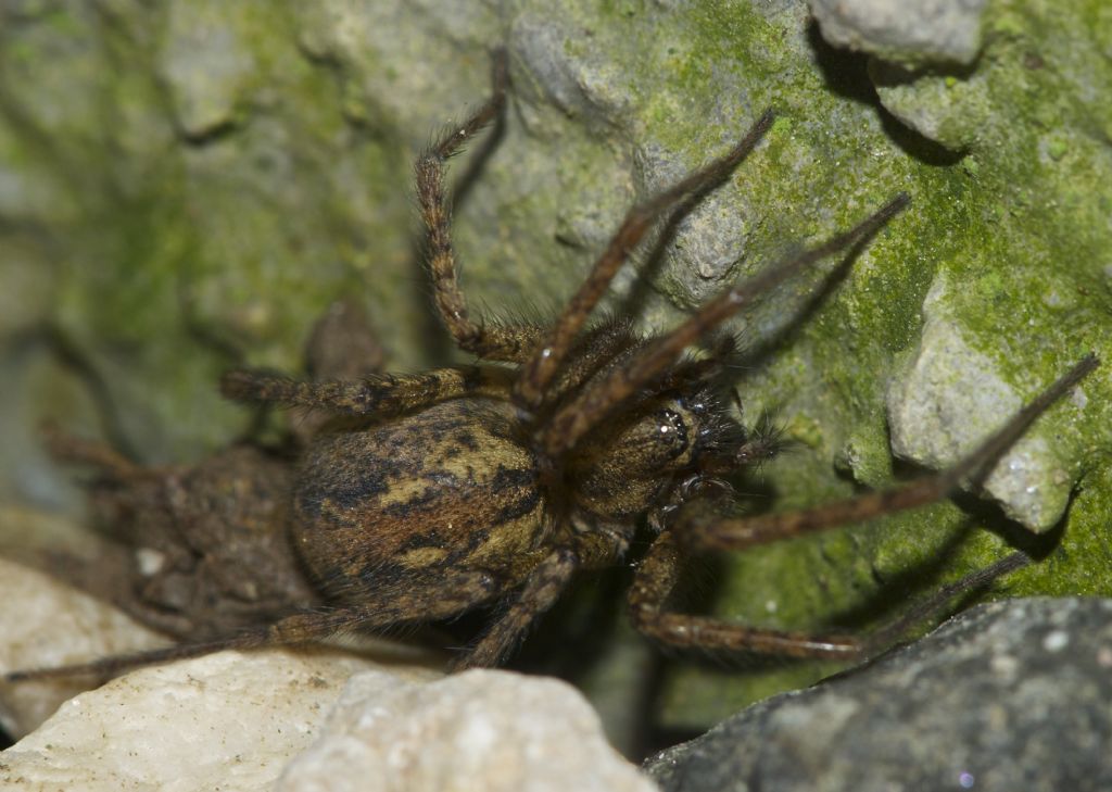 Malthonica cf. ferruginea - Tamion-Vigo di Fassa (TN)