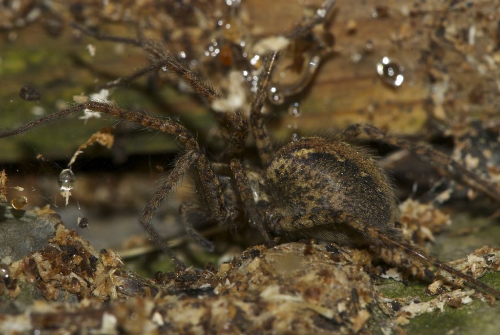 Malthonica cf. ferruginea - Tamion-Vigo di Fassa (TN)