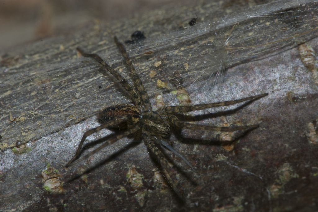 Malthonica cf. ferruginea - Tamion-Vigo di Fassa (TN)