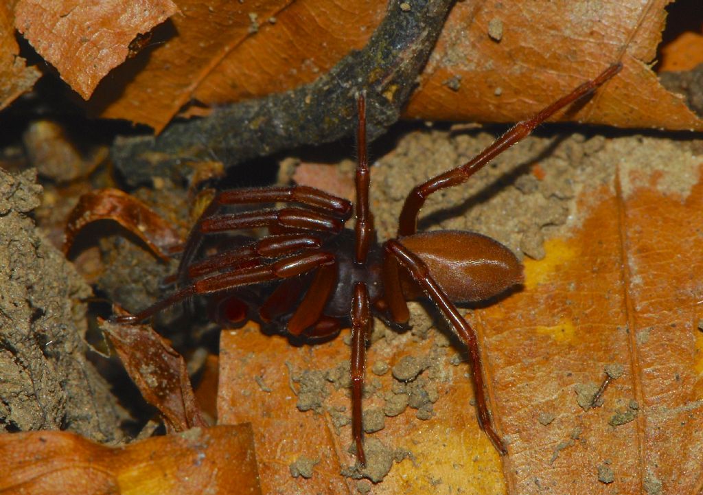 Dysdera sp. - Monte Pisanino