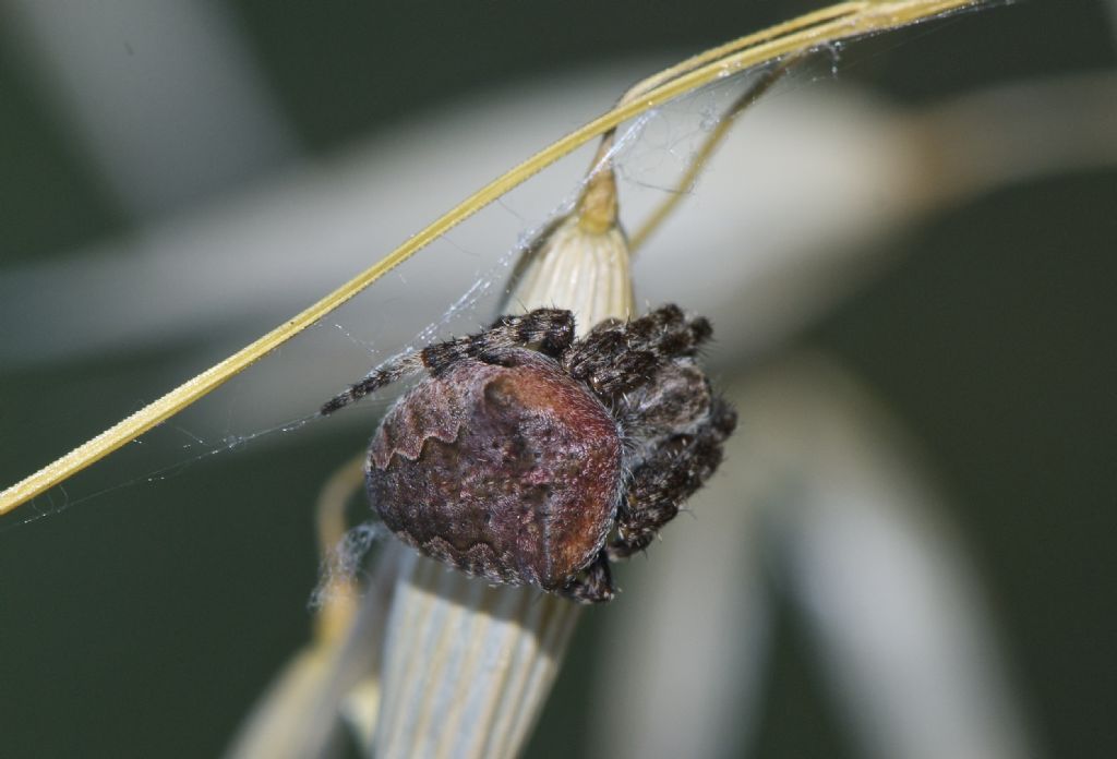 Araneus cf. angulatus - Monti Berici (VI)