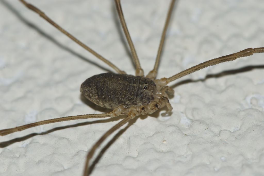 Opiliones-Fauna from Tamion Vigo di Fassa (TN)