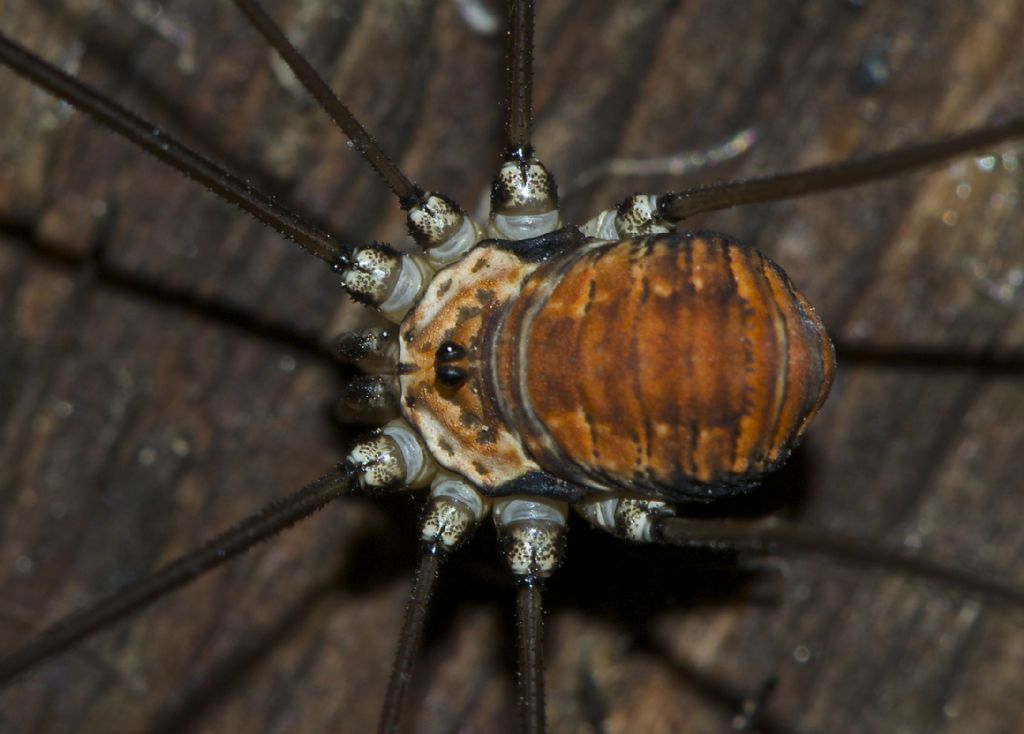 Opiliones-Fauna from Tamion Vigo di Fassa (TN)