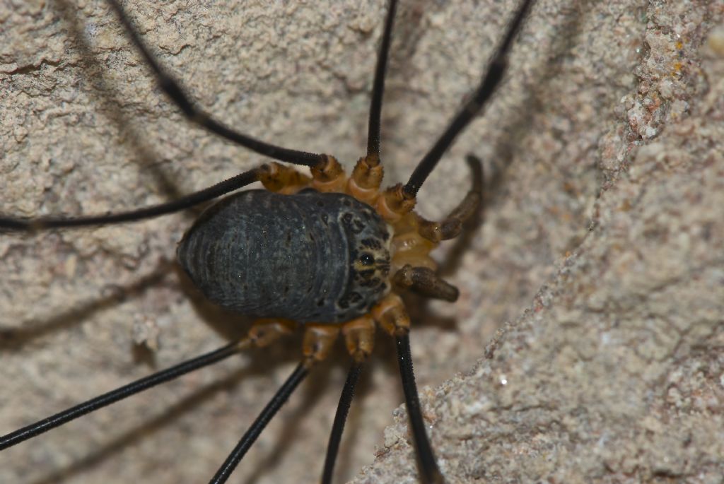 Opiliones-Fauna from Tamion Vigo di Fassa (TN)