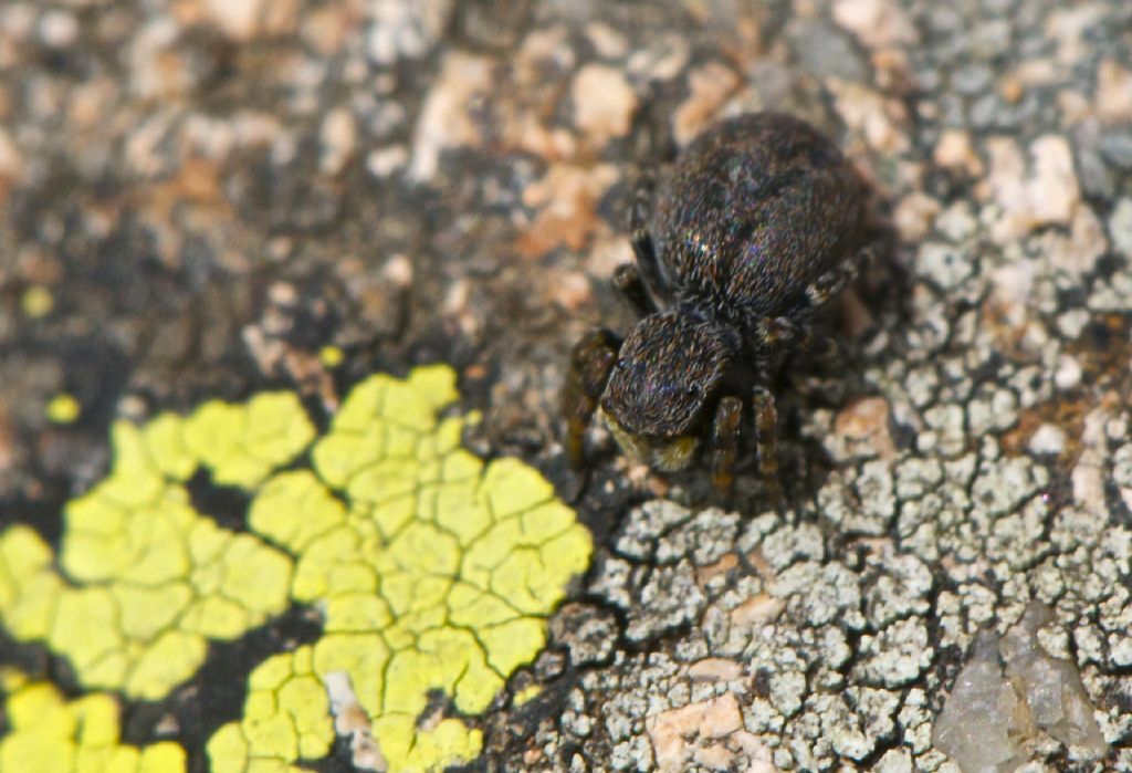 Talavera petrensis - Col Margherita (TN)