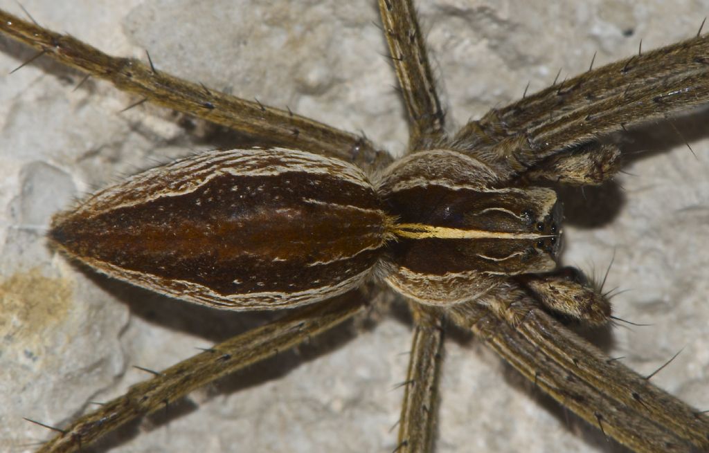 Pisaura mirabilis - Vigo di fassa (TN)