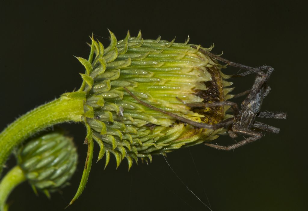 Tibellus sp. - Tamion Vigo di Fassa (TN)