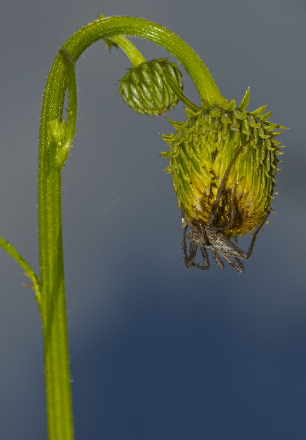 Tibellus sp. - Tamion Vigo di Fassa (TN)