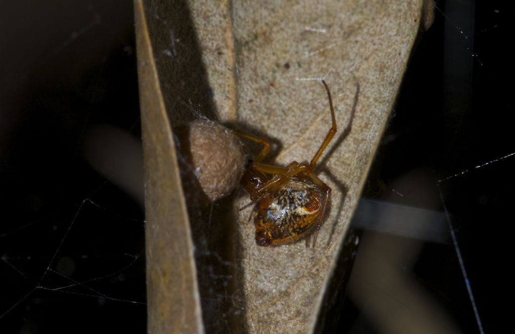 Parasteatoda lunata - Monte Conero (AN)