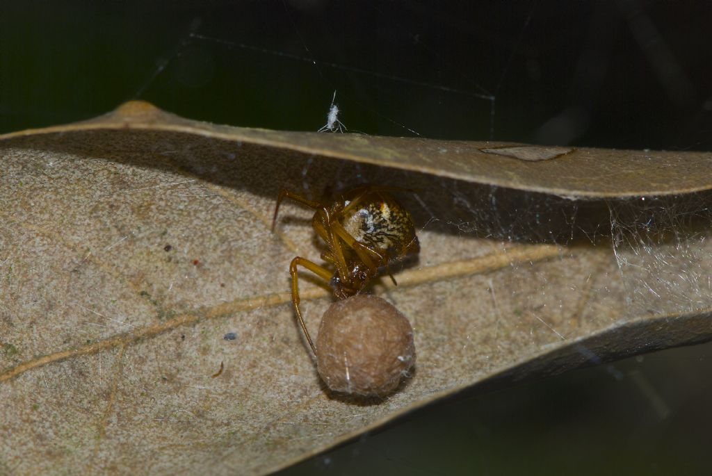 Parasteatoda lunata - Monte Conero (AN)