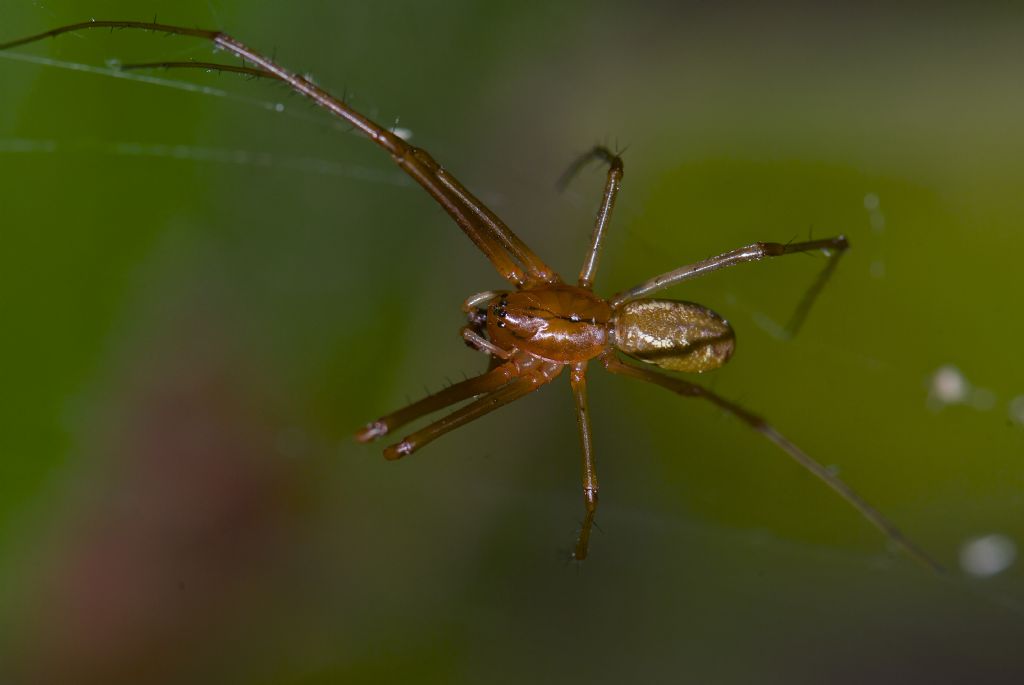 Linyphia sp. maschio e femmina -  Monte Conero (AN)