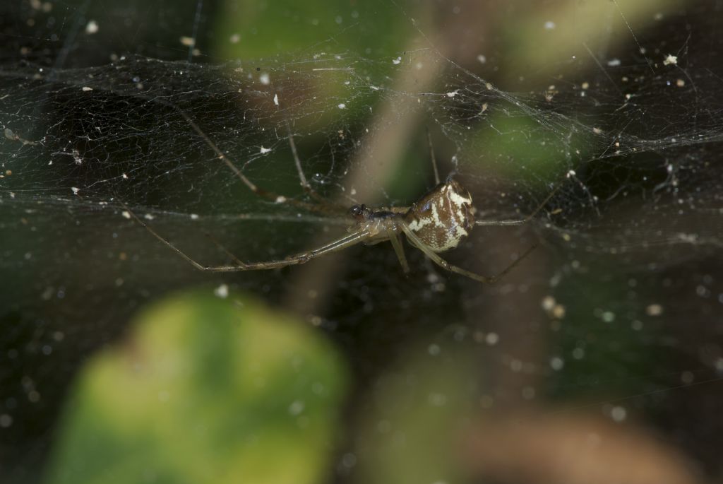 Linyphia sp. maschio e femmina -  Monte Conero (AN)