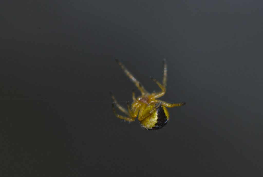 Araneus sp. - Corno alle Scale (BO)