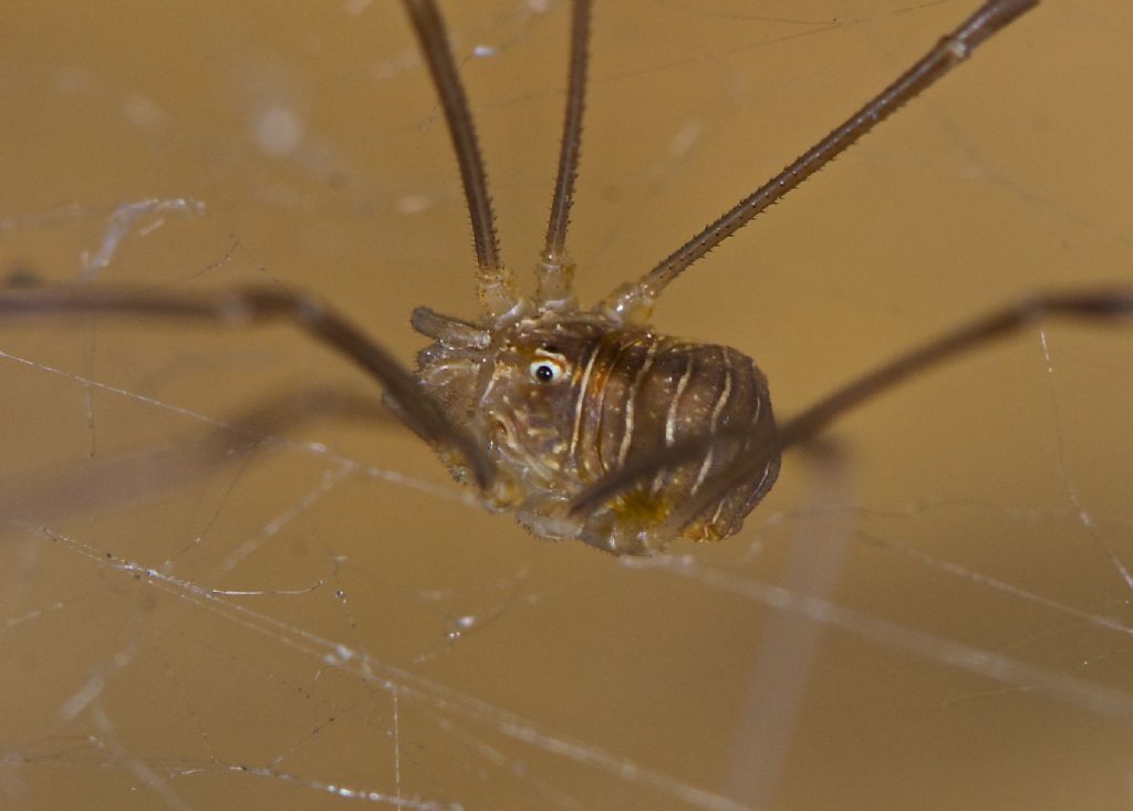 Opiliones with brave eyes