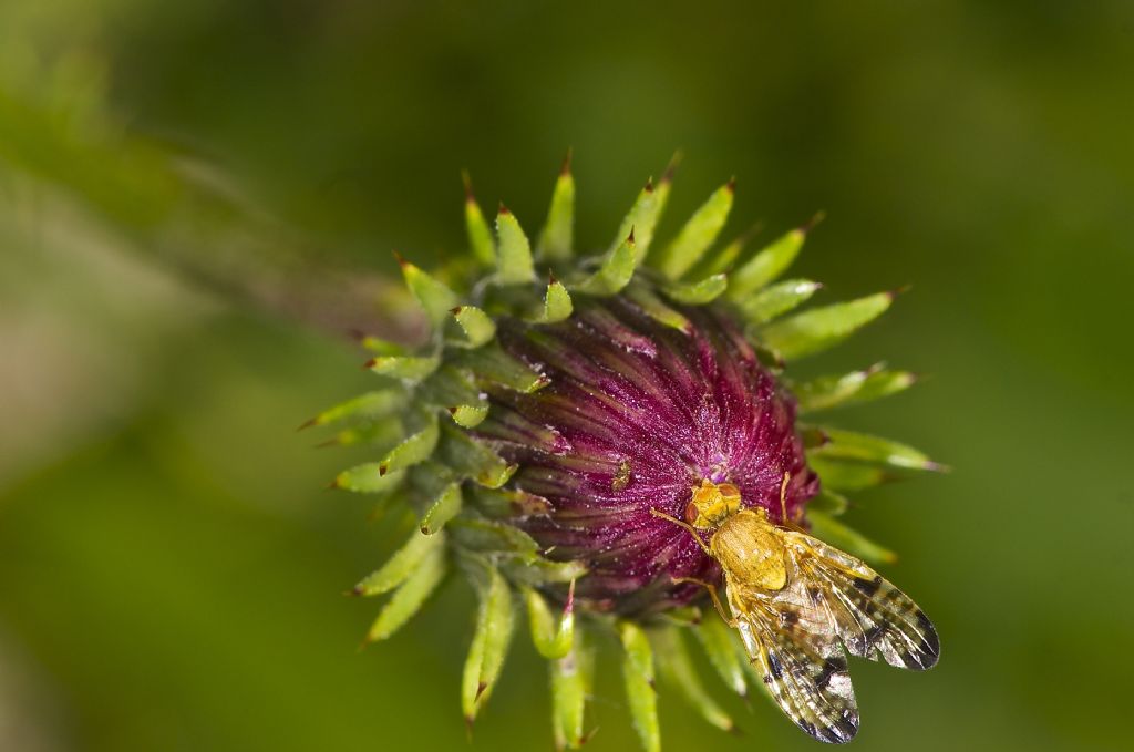 Xyphosia miliaria Ortigara (VI)