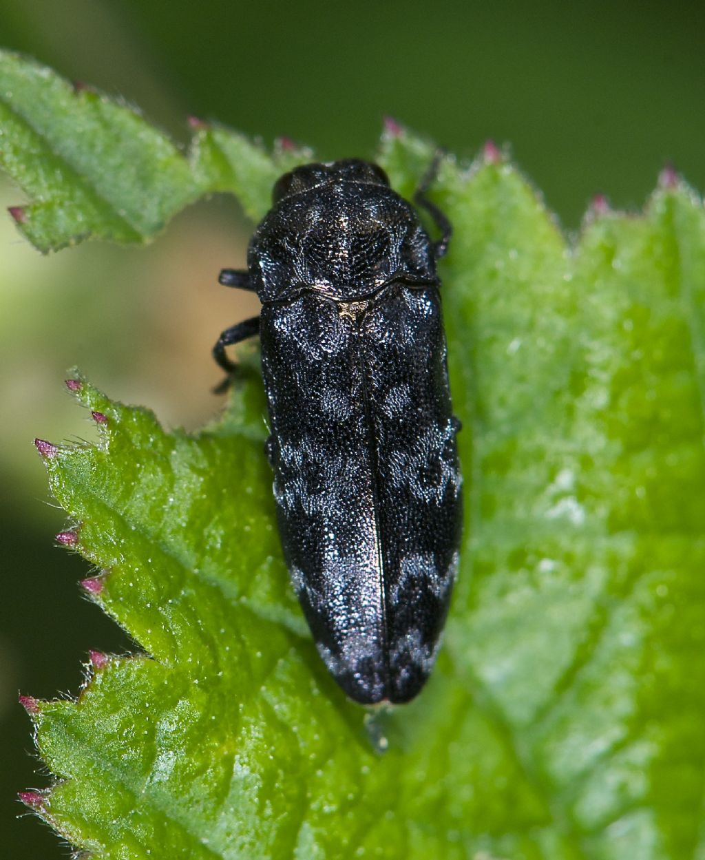 Coroebus rubi ex risaia Bentivoglio (BO)