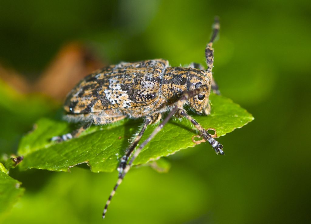 Mesosa nebulosa Cascate Dardagna (BO)