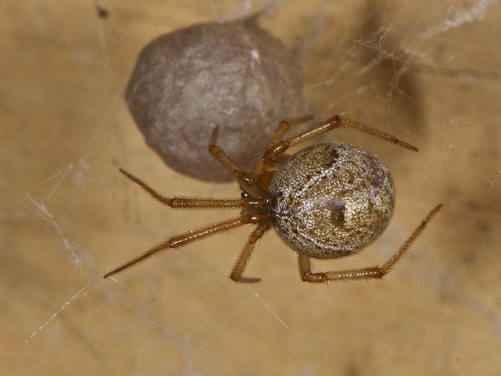 Parasteatoda tepidariorum - San Pietro in Casale (BO)