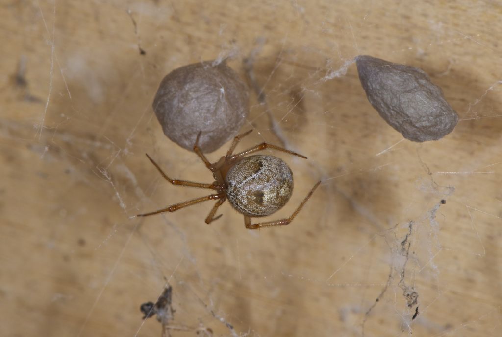 Parasteatoda tepidariorum - San Pietro in Casale (BO)