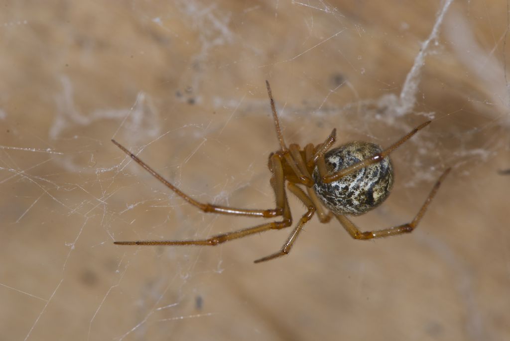 Parasteatoda tepidariorum - San Pietro in Casale (BO)