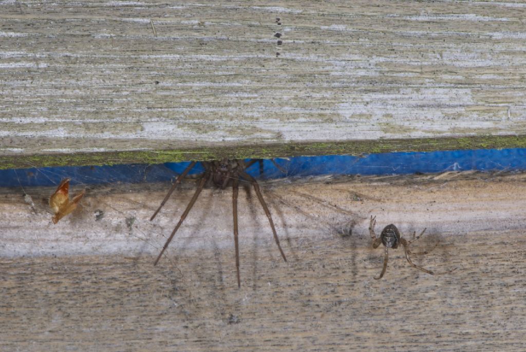 Tegenaria duellica - Worthing (UK)