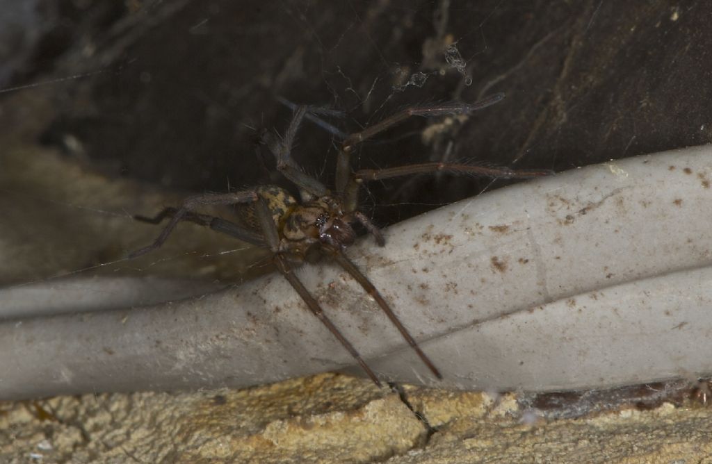 Tegenaria duellica - Worthing (UK)