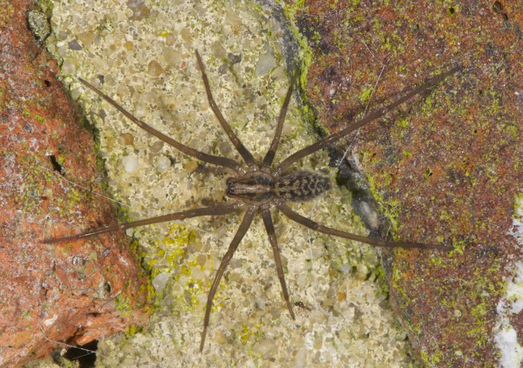 Tegenaria duellica - Worthing (UK)