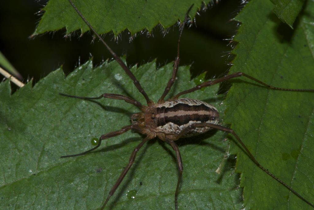 Opiliones from Dartmoor UK