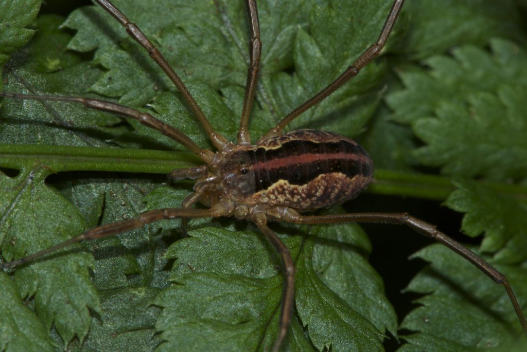 Opiliones from Dartmoor UK