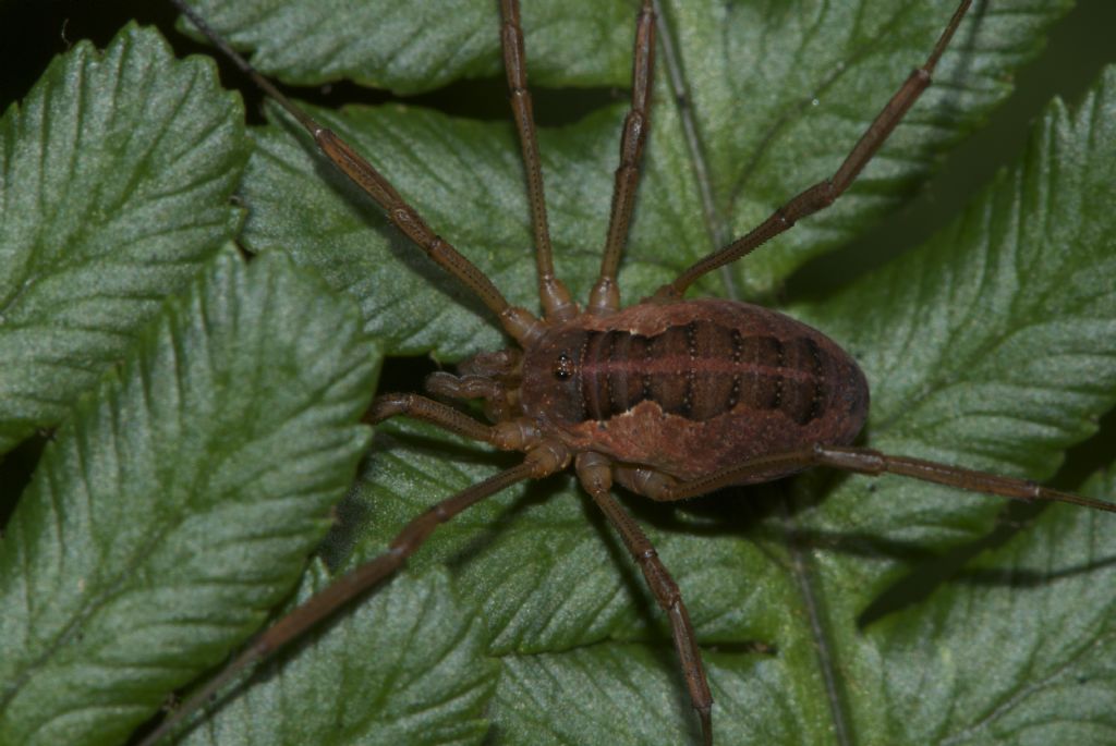 Opiliones from Dartmoor UK