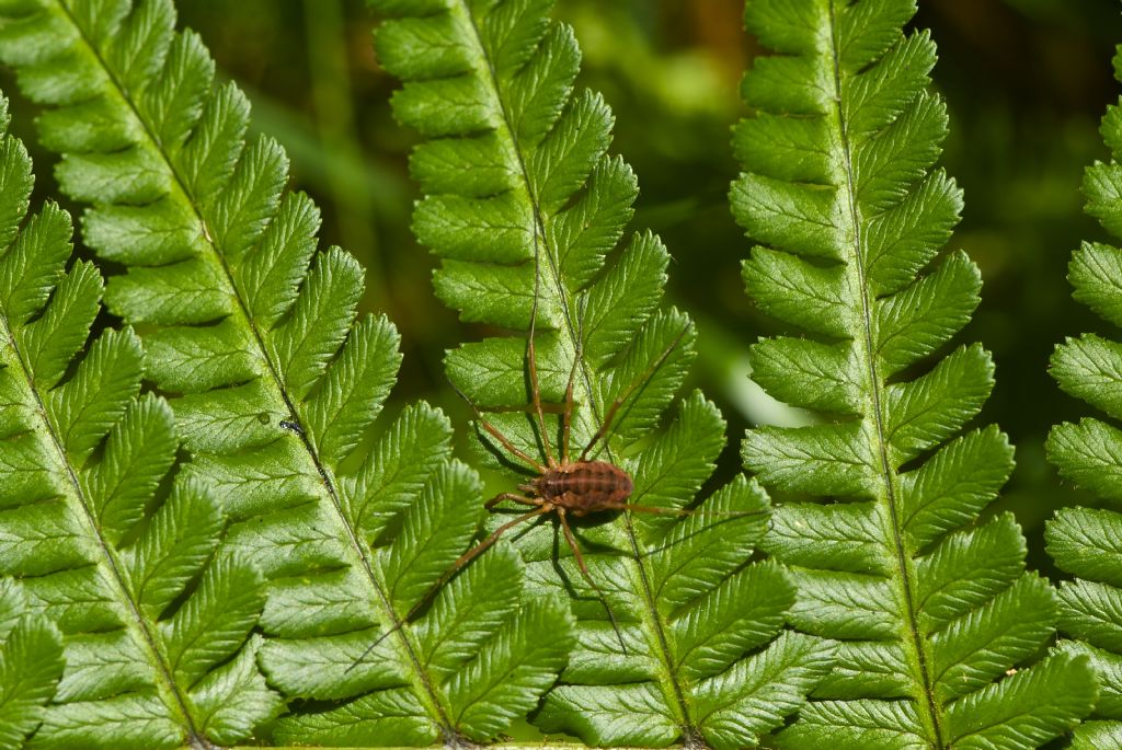 Opiliones from Dartmoor UK