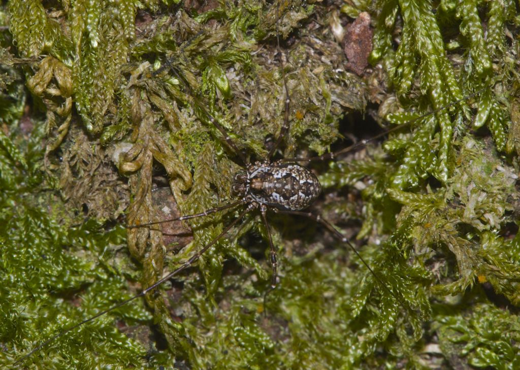 Opiliones from Dartmoor UK