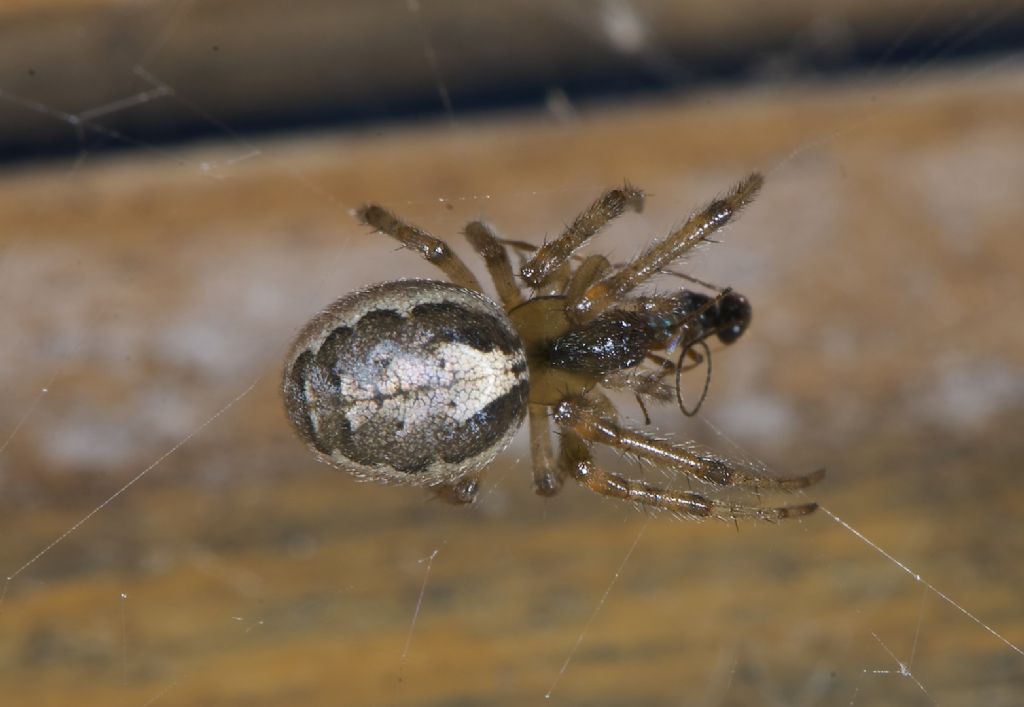 Tegenaria duellica - Worthing (UK)