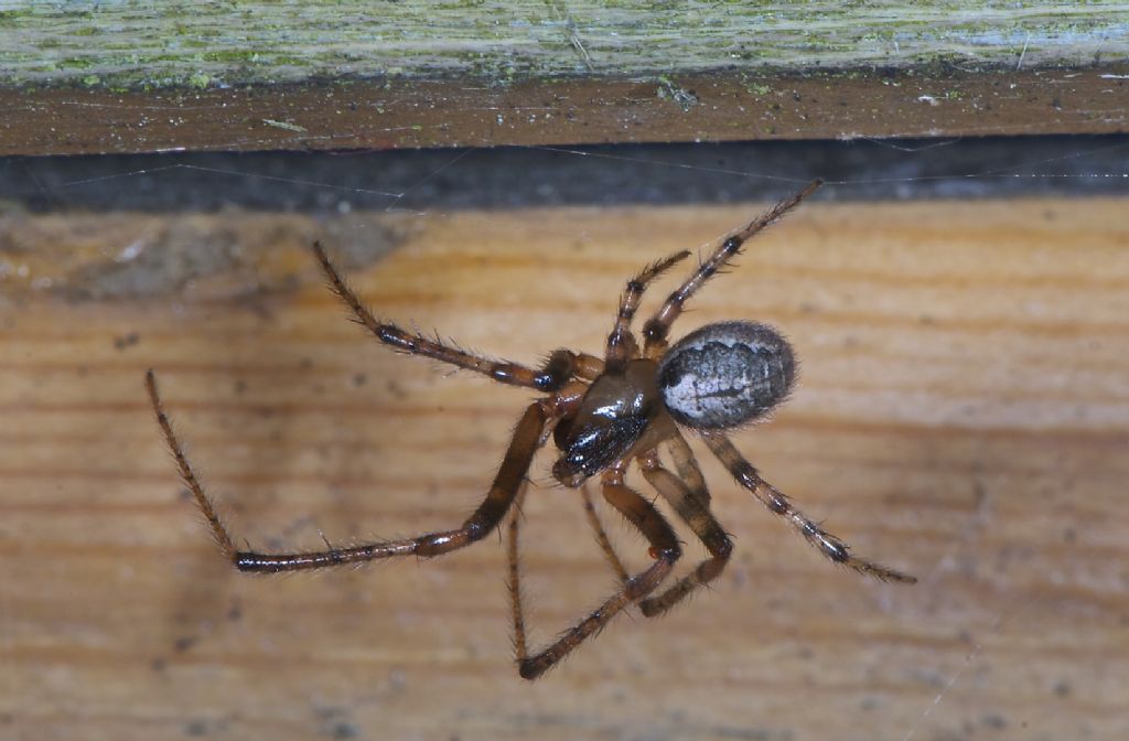 Tegenaria duellica - Worthing (UK)