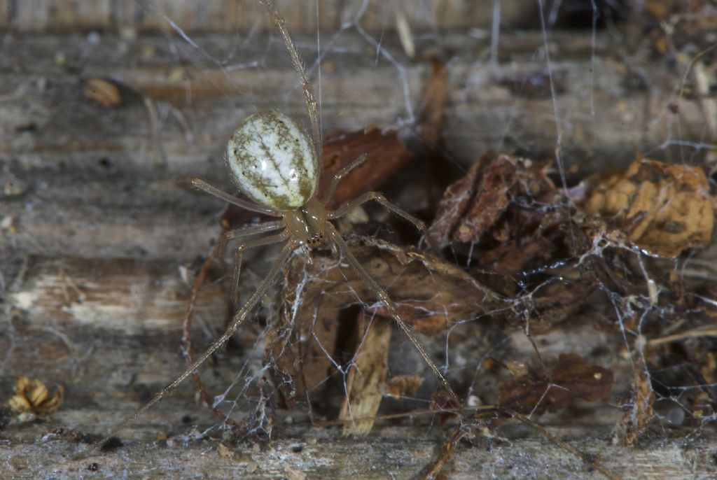 Enoplognatha ovata/latimana - Worthing (UK)