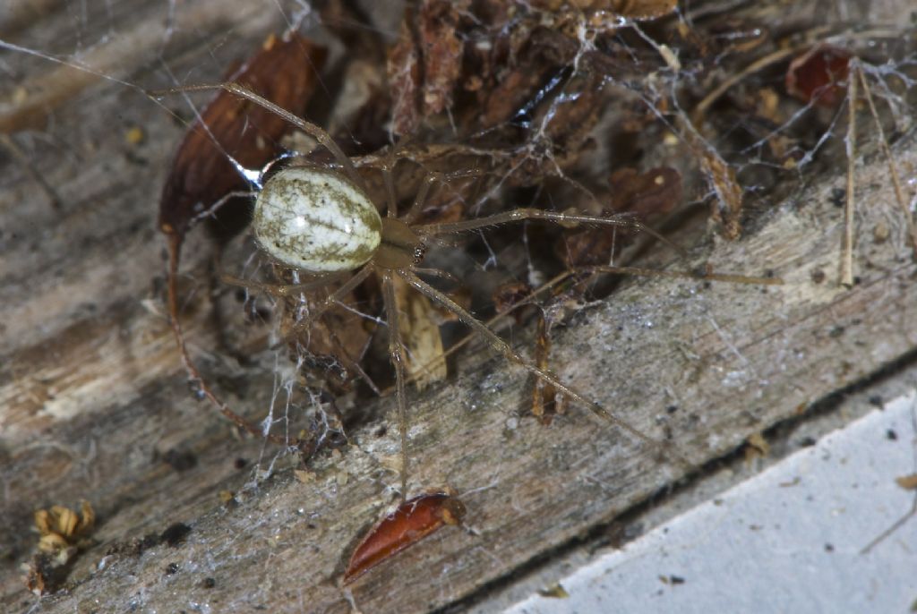 Enoplognatha ovata/latimana - Worthing (UK)