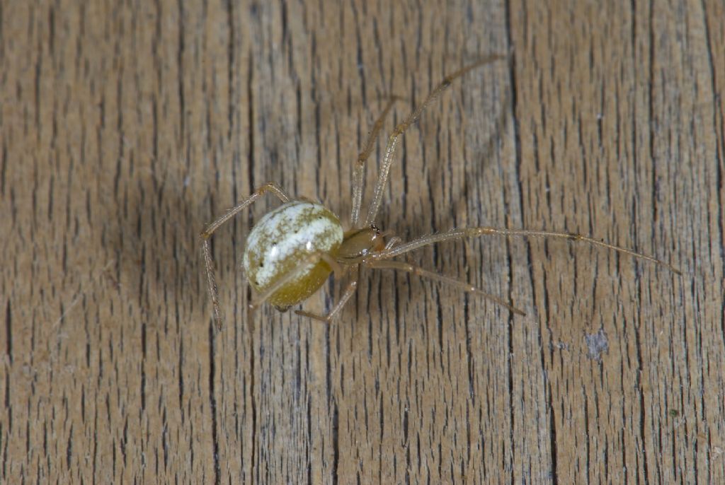 Enoplognatha ovata/latimana - Worthing (UK)