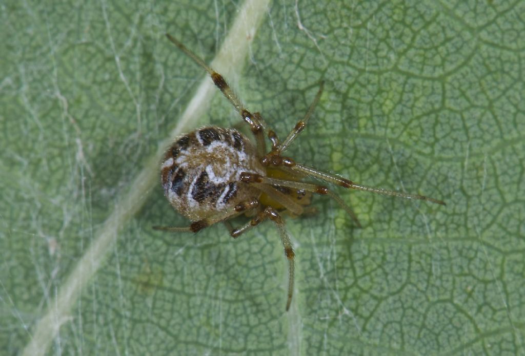 Theridion sisyphion San Pietro in C. (BO)