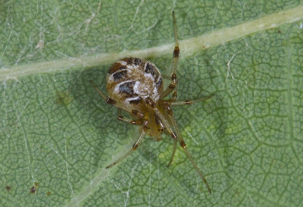 Theridion sisyphion San Pietro in C. (BO)