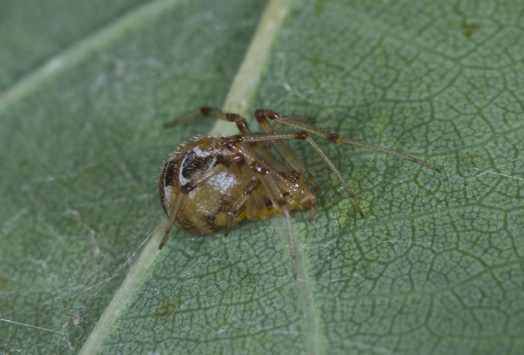 Theridion sisyphion San Pietro in C. (BO)