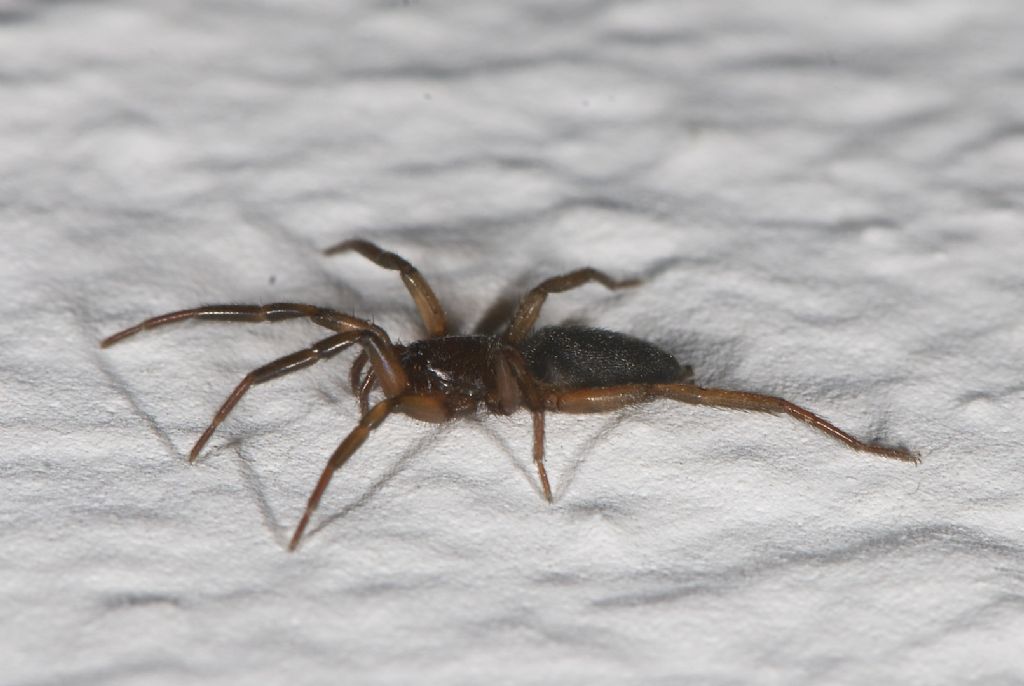 Dysderdae (no; Gnaphosidae) - San Pietro in  Casale (BO)