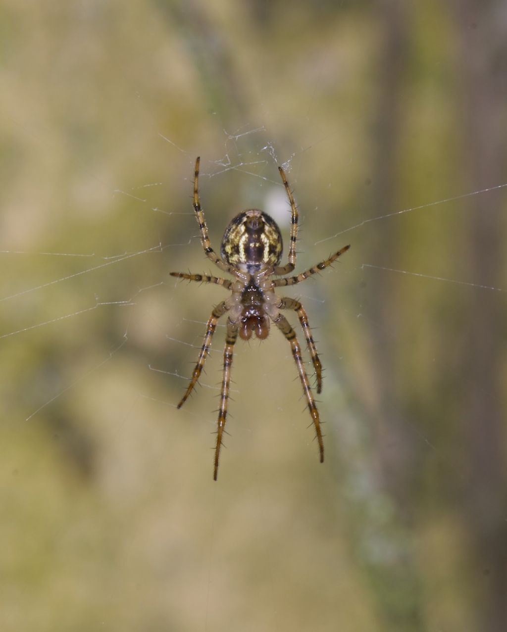 Araneus diadematus - Capriati a Volturno (CE)