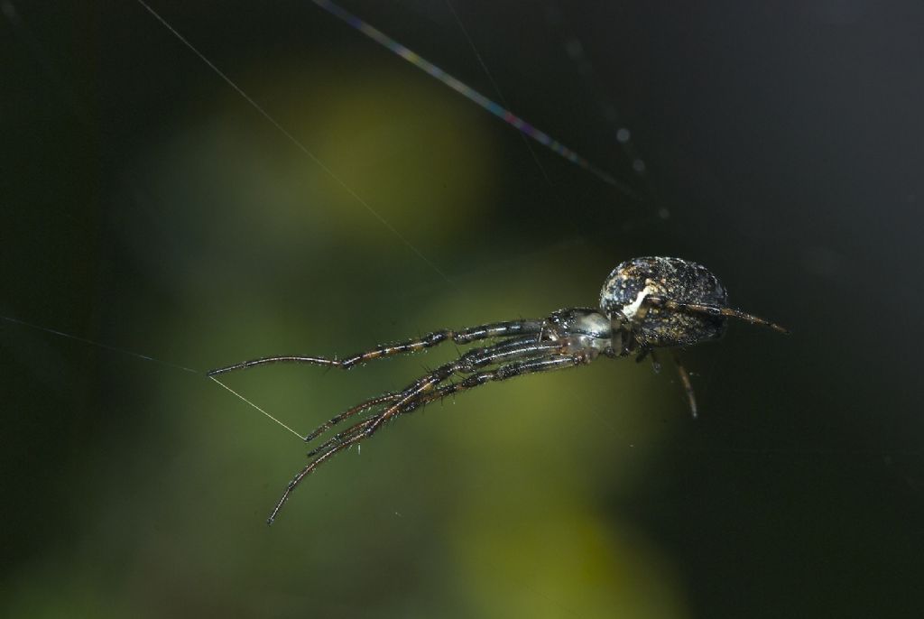 Metellina merianae - Asiago (VI)