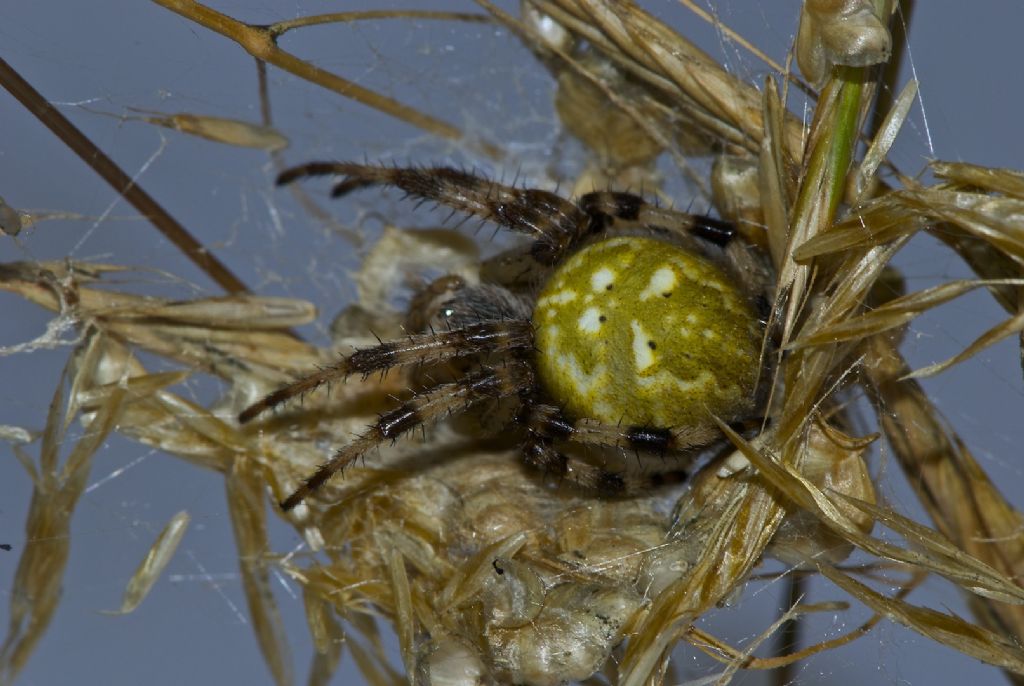 Araneus quadratus - Monte Sisemol -Gallio (VI)