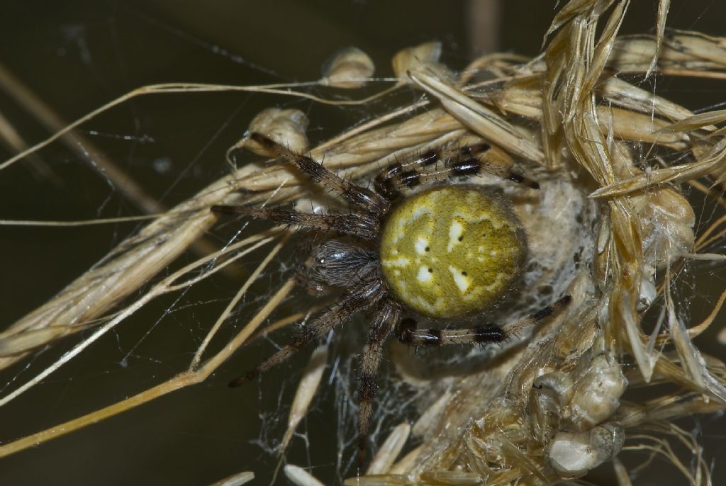 Araneus quadratus - Monte Sisemol -Gallio (VI)